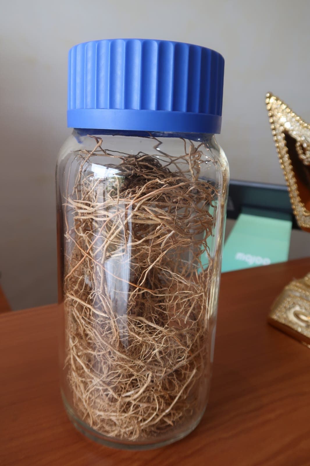 Vetiver roots — pre-distillation