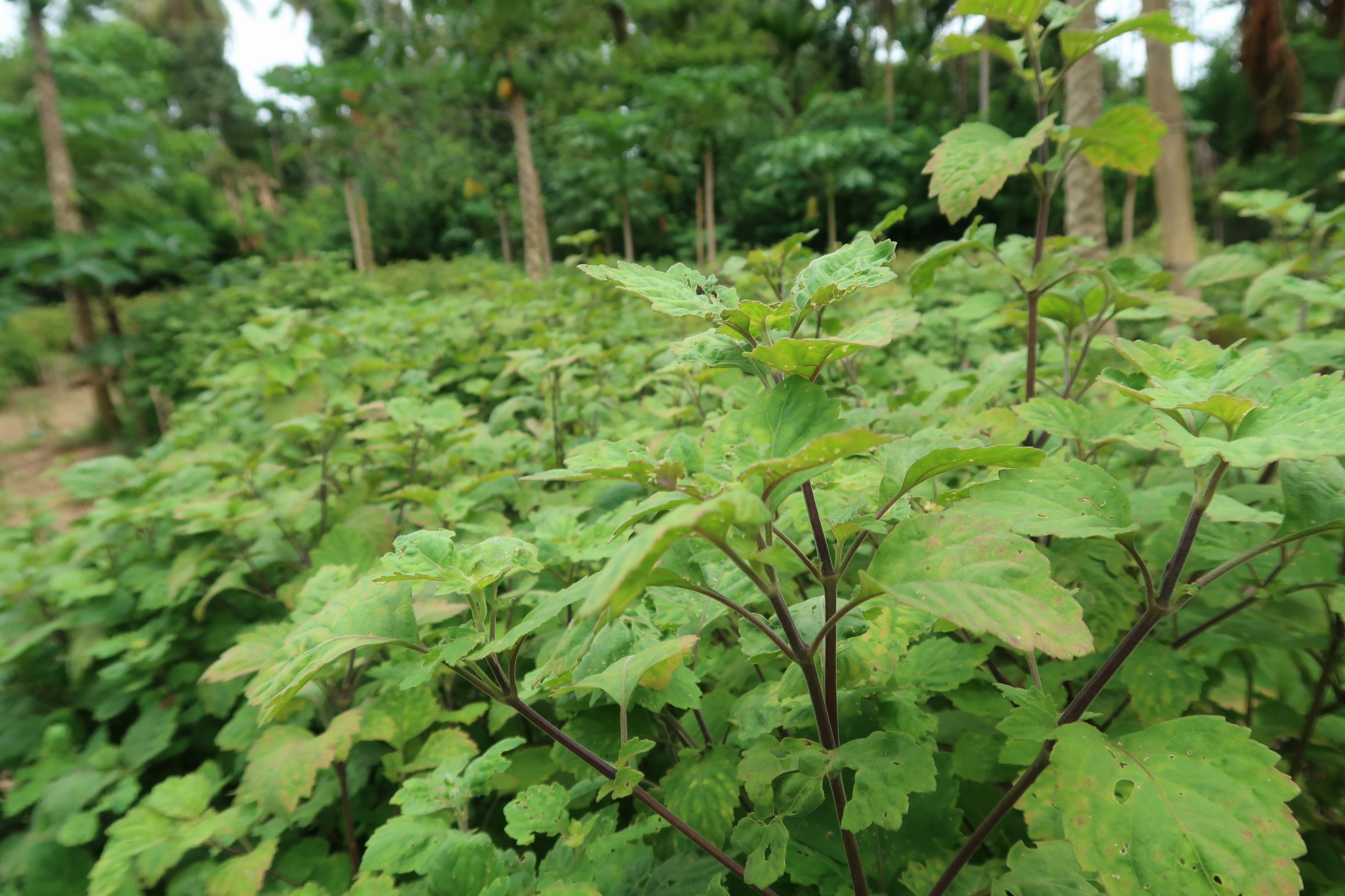 Grown with intention